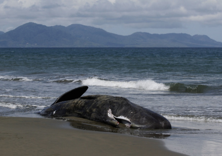 В Дании произошел массовый выброс кашалотов на берег