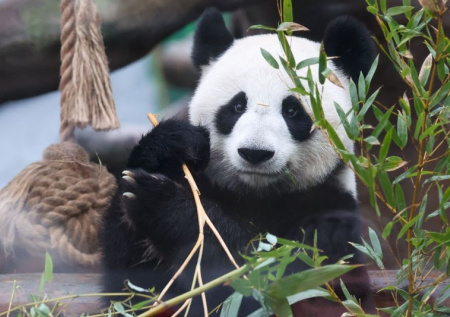 В Московском зоопарке панды получили подарки в честь Китайского Нового года