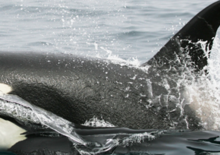 Девятиметрового кита вынесло на берег в Испании