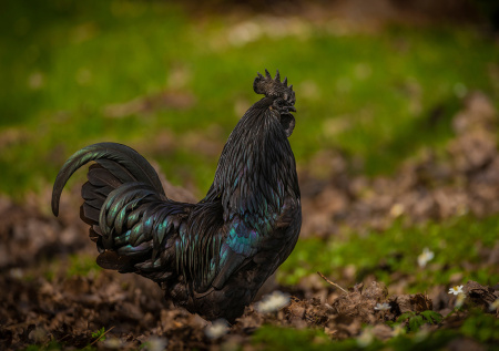 Почему снится петух: пророчество Миллера и Ванги