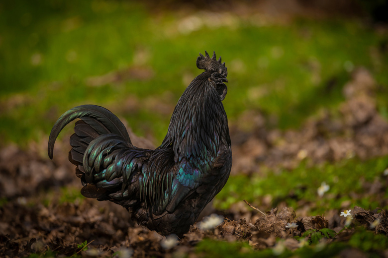 Почему снится петух: пророчество Миллера и Ванги