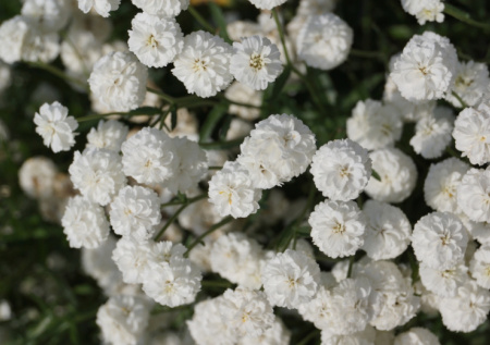 Флоксы больше не в моде — нашла другой многолетник: цветет 4 месяца и не боится ни дождей, ни засухи