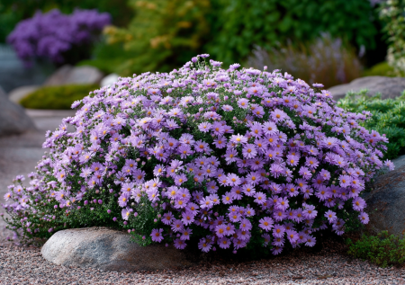 Чудо-цветок: сам формируется в идеальный шар, не требуя ни фигурной стрижки, ни особого ухода