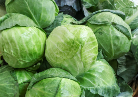 Как выбрать идеальную капусту без разреза: бабушкин способ помогает найти самый сочный и хрустящий кочан с первого взгляда