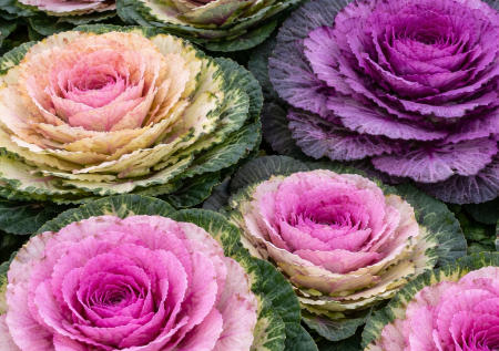 Садоводы в обмороке от красоты: декоративная капуста как живая роза. Украшает сад до заморозков