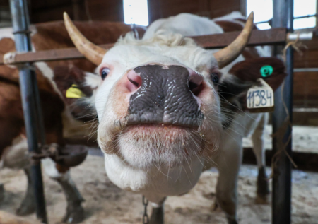В Нижегородской области сгорели 35 коров