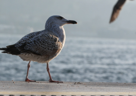 «Я был в шоке»: стамбульский футболист мячом «вырубил» чайку
