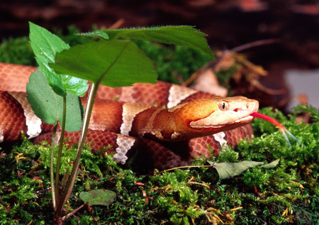 Женщина едва не стала жертвой смертельно опасной змеи