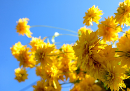 Никаких больше флоксов и гортензий: теперь в саду — солнечный водопад золотых цветов, цветущих до глубокой осени