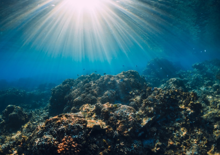 «Знакомы лишь с 10-20%»: биолог подтвердил малоизученность Мирового океана