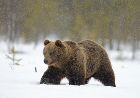 Российский сноубордист чуть не повторил судьбу героя фильма «Выживший»