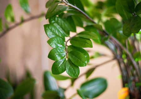 Листья комнатных растений будут блестеть как после дорогого спрея: простой домашний раствор без вредной химии