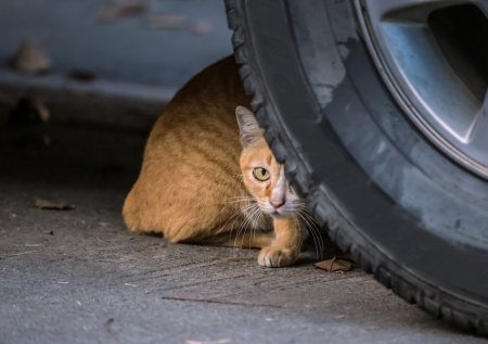 Кошка залезла в моторный отсек автомобиля и проехала 25 км