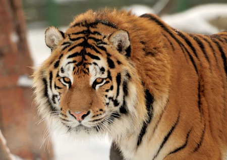 Ветеринары проиграли битву за жизнь амурского тигра