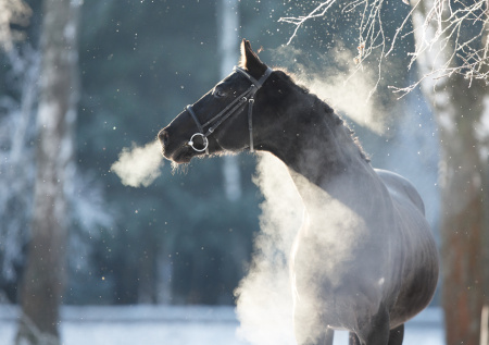 Почему приснилась лошадь: секреты сонников