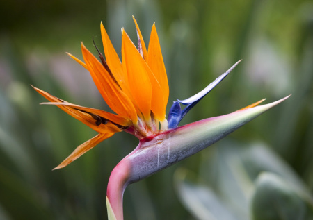 Субтропическое растение из Африки расцвело в Ботаническом саду МГУ