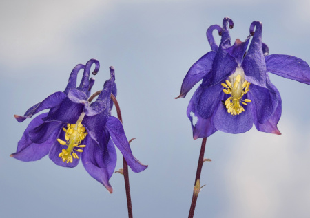 Аквилегия Колумбина — махровый многолетник для ленивого садовода: яркое цветение без хлопот