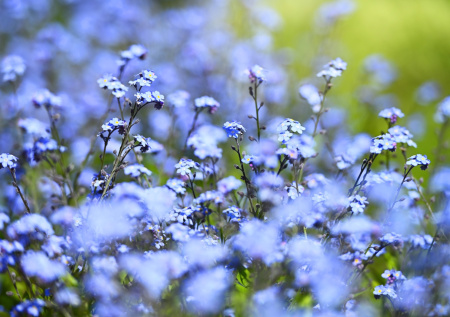 Незабудка садовая — нежный многолетник для клумб и горшков: яркие облака цветов без хлопот