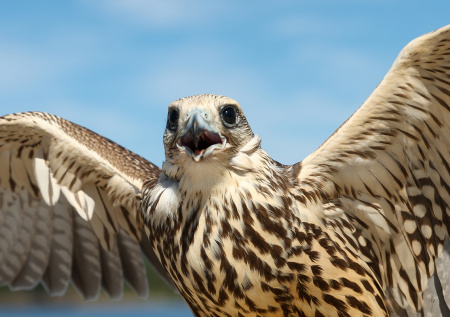 В Петербурге построят мусорный комплекс с ястребами и соколами