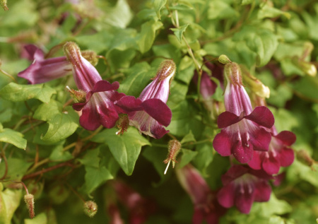 Азарина — лиана до 5 метров с яркими цветами: как украсить участок и балкон без хлопот