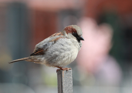 Стало известно, как на воробьев действует жизнь в городе