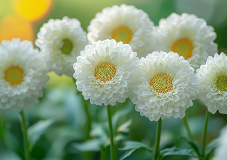 Кидаю семена в снег под финал зимы — каждое лето любуюсь белоснежным кружевом без рассады и хлопот