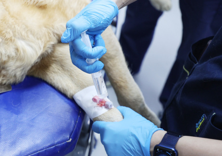 Владельцы собак забили тревогу из-за нашествия догхантеров