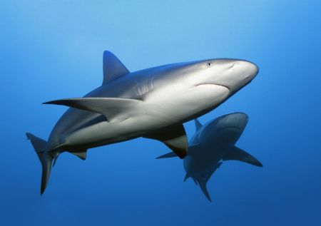 Акула растерзала врача во время виндсерфинга