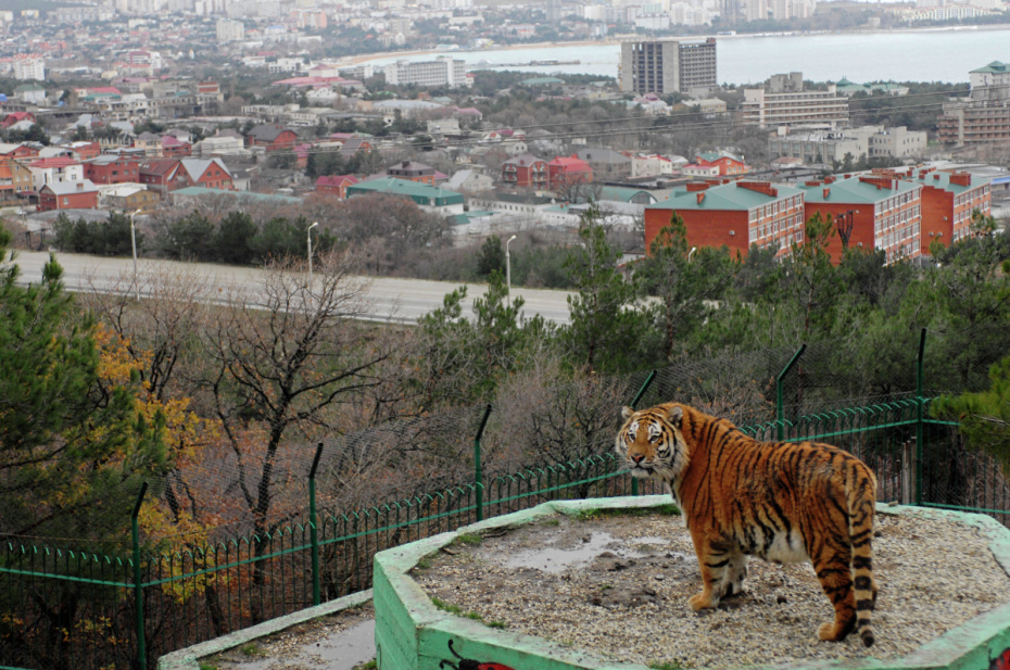Тигрица в вольере сафари-парка в Геленджике