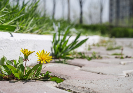 Сорняки больше не пробьются: чем засыпать швы плитки, чтобы забыть о траве на годы