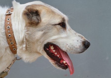 Алабай напал на 15-летнюю девочку в Твери