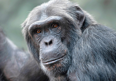 Шимпанзе уличили в алкоголизме