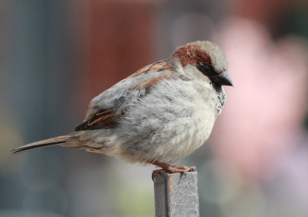 Биолог опроверг информацию об «эпидемии ожирения» у воробьев