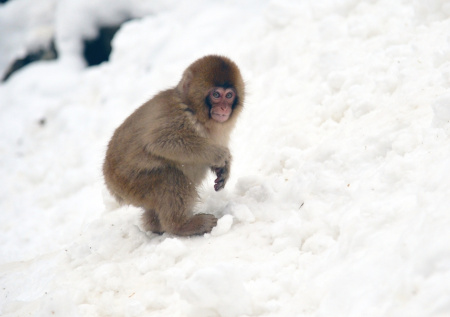 Брошенный малыш Панти дождался объятий от сородича