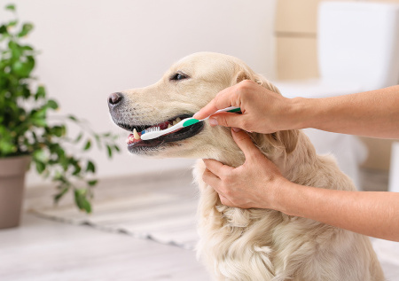 Кинолог объяснил, как правильно чистить зубы собаке