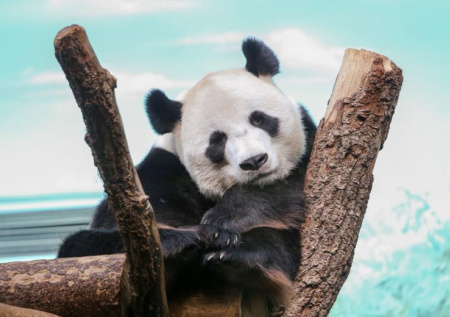 Панда Катюша в зоопарке Москвы: последние новости 25 февраля, фото, видео