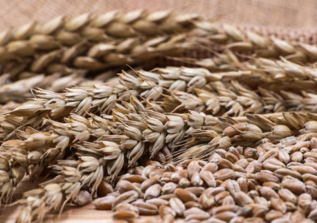Число покупателей российской пшеницы в мире значительно сократилось