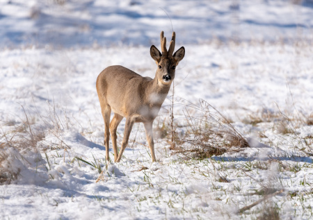 Лесная гостья устроила прогулку по Липецку