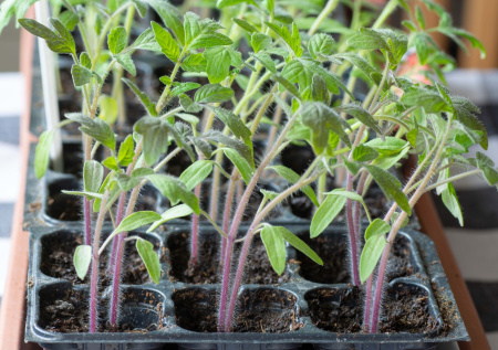 Садовод назвал главную проблему выращивания рассады дома