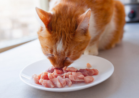 Зоопсихолог ответила, можно ли кормить кошек только сырым мясом