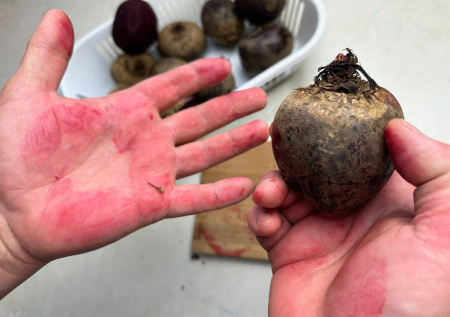 Свекольные пятна исчезнут за минуту: кухонный продукт очистит руки без вреда коже