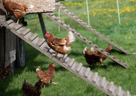 Курица в сновидениях: что ждет в реальности
