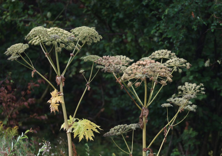 Дачников предупредили о штрафах за ряд растений