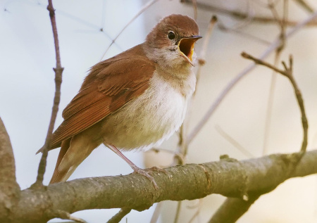 Орнитолог забил тревогу из-за активного благоустройства парков в Москве