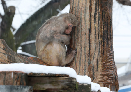 Зоопсихолог ответила, почему стая не примет макаку Панча