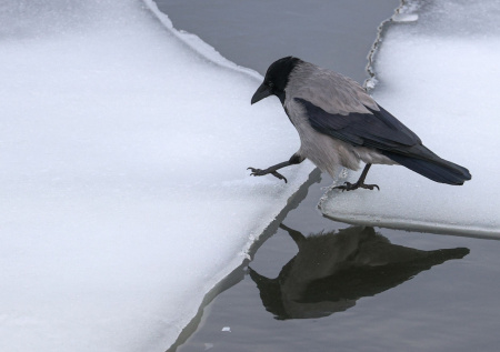 Синоптик раскрыла, к чему приведет активное таяние снега в Москве