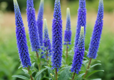 Лаванда мерзнет? Посадите это чудо — цветет синими свечами до заморозков и зимует без проблем