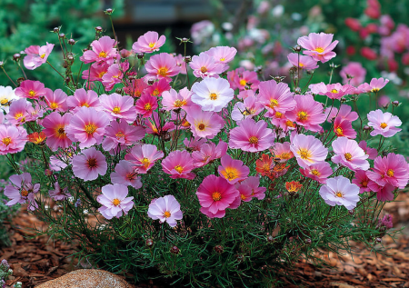 Кинули семена в мае — любуетесь розовым облаком в июле: без рассады и мучений