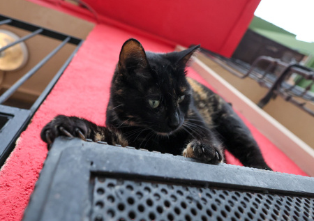 В Отрадном мужчина наступил на кота и чуть не раздавил его