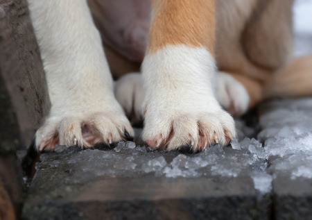 Агрессивная собака полгода терроризирует жителей Краснодара